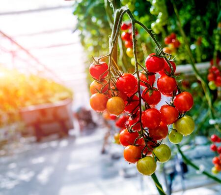 Beautiful red ripe tomatoes grown in a greenhouse. Beautiful backgroundの写真素材