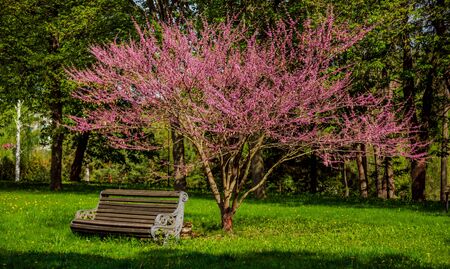 Landscape design. Beautiful background. Nature park Outdoorsの写真素材