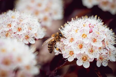 A bee on a flower. Macro. Backgroundの写真素材