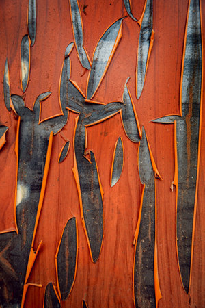 Torn wallpaper on the wall. Beautiful background.