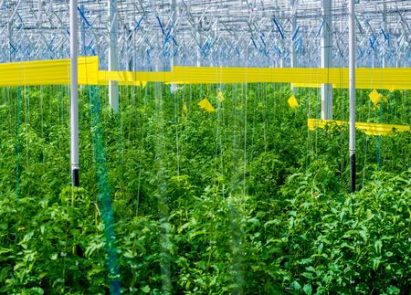 Rows of plants growing inside big industrial greenhouse. Industrial agriculture background.の写真素材