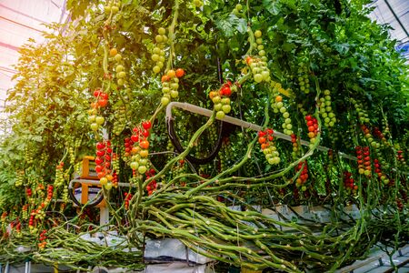 Beautiful red ripe tomatoes grown in a greenhouse.の写真素材