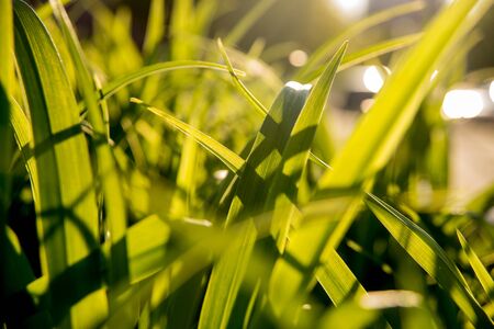 The grass in the sunlight. Light summer backgroundの写真素材