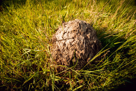 Anthill in the middle of the field. Beautiful background. Macroの写真素材