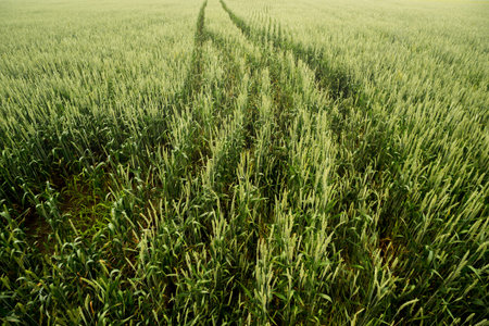 Big wheat field in the early morning