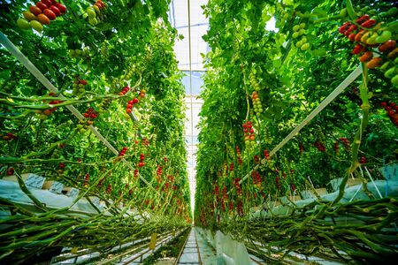 Beautiful red ripe tomatoes grown in a greenhouse. Beautiful backgroundの写真素材