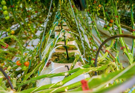 Modern greenhouse with tomato plants. Beautiful agricultural backgroundの写真素材