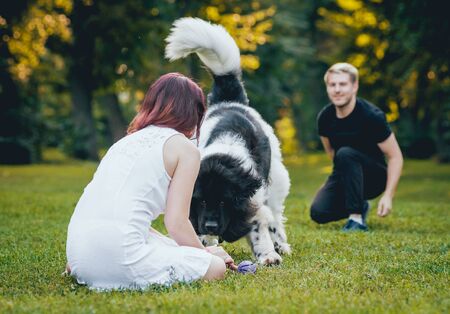 Newfoundland dog plays with man and womanの写真素材