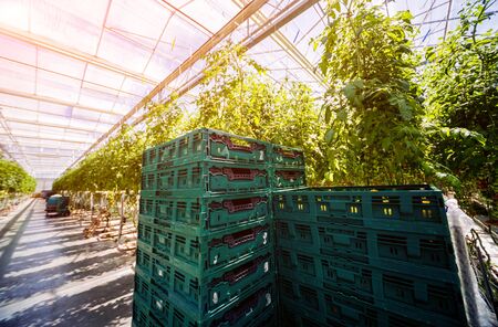 Beautiful yellow tomatoes grown in a greenhouse.の写真素材