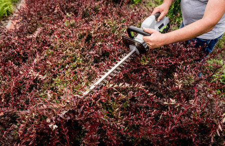 A gardener trimming shrub with hedge trimmer
