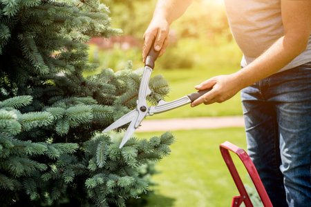 Professional gardener pruning a tree with garden scissors. Landscape design. Gardening