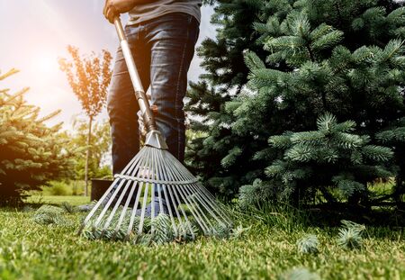 Gardener raking cutting leaves in the garden. Landscape design. Gardeningの写真素材