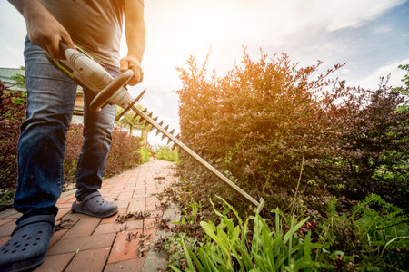 A gardener trimming shrub with hedge trimmer. Landscape design. Gardening