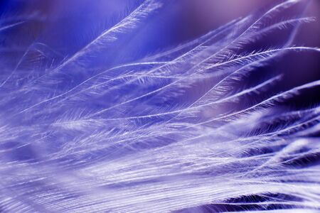 Feather birds close-up. Macro photography. Beautiful backgroundの写真素材