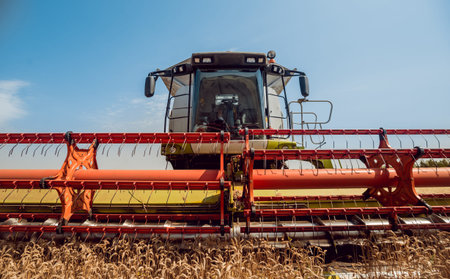 Combine harvester in action on wheat field. Process of gathering a ripe crop from the fields.