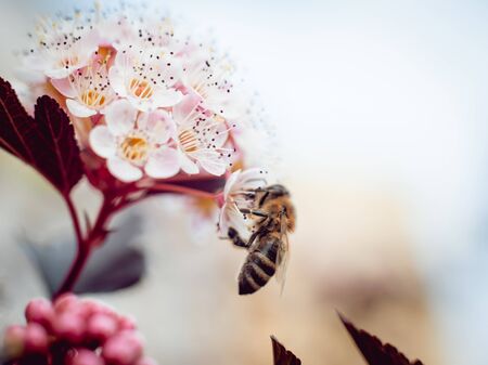A bee on a flower. Macro. Backgroundの写真素材