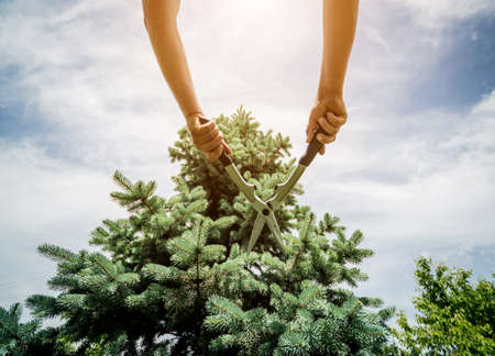 Professional gardener pruning a tree with garden scissors. Landscape design. Gardeningの写真素材