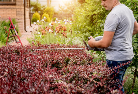 A gardener trimming shrub with hedge trimmerの写真素材
