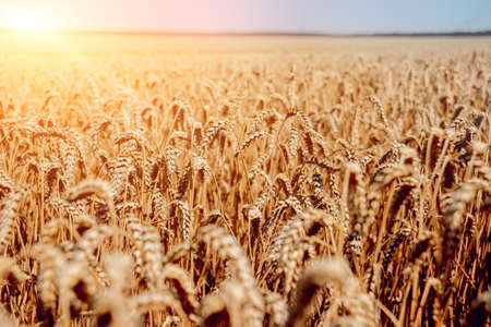 Wheat field. Ears of golden wheat. Rich harvest. Backgroundの写真素材