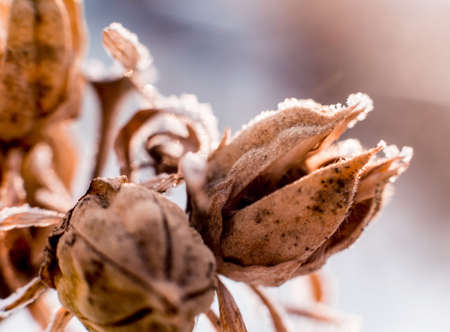 Thistle in snow. Beautiful background. Macroの写真素材