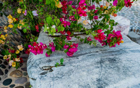 Luxury landscape design of the tropical garden. Beautiful view of landscaped tropical garden.の写真素材