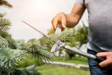 Professional gardener pruning a tree with garden scissors. Landscape design. Gardeningの写真素材