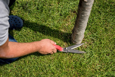 Professional gardener pruning a grass with garden scissors. Landscape design. Gardening
