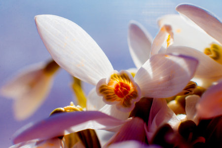 Beautiful snowdrop flower. Macro background and texture