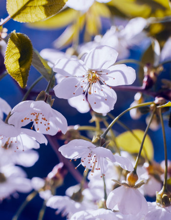 Spring blossom tree with blurred background. Sunlight