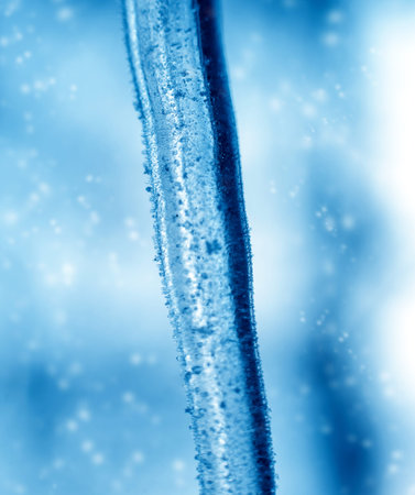 Spruce branch in the snow. Beautiful background. Macro
