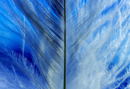 Feather birds close-up. Macro photography. Beautiful background