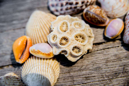Heart of seashells. Background of a fishing net with hats.の写真素材