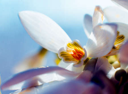 Beautiful snowdrop flower. Macro background and texture.の写真素材