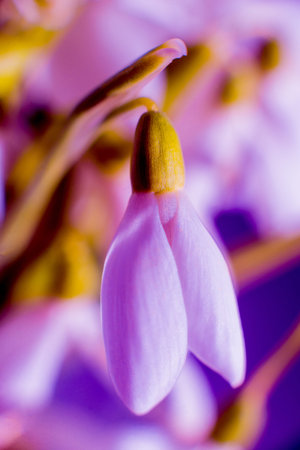 Beautiful snowdrop flower. Macro background and texture.