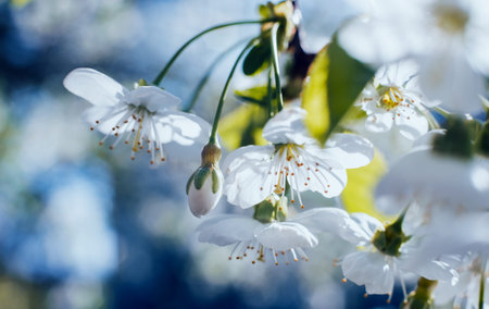 Spring flowers with blurred background. Macro view.