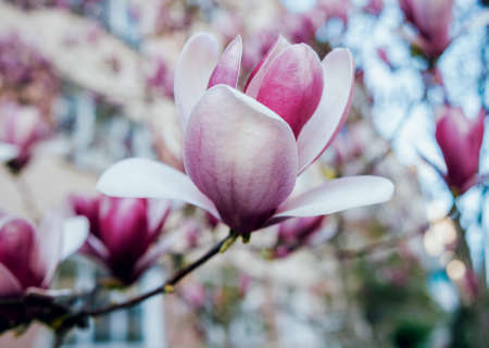 Magnolia flower with blurred background. Mackro view.の写真素材