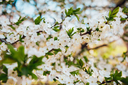 Spring blossom tree with tulips. Blurred backgroundの写真素材