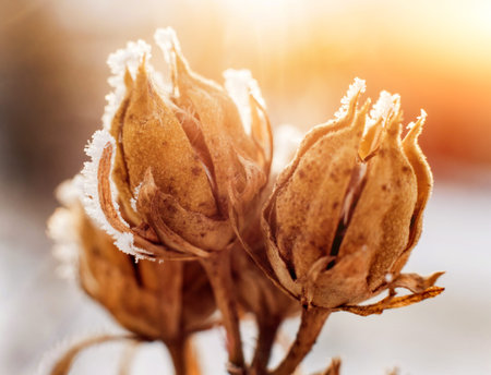 Thistle in snow. Beautiful background. Macro view