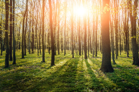 Rays of light in the forrest. Background.