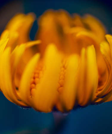 Spring flowers with blurred background. Mackro view.の写真素材