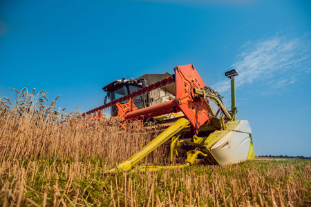 Combine harvester in action on wheat field. Process of gathering a ripe crop.