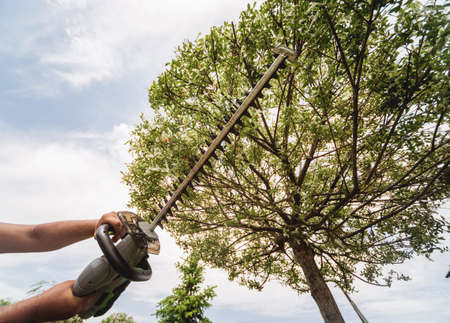 A gardener trimming trees with hedge trimmerの写真素材