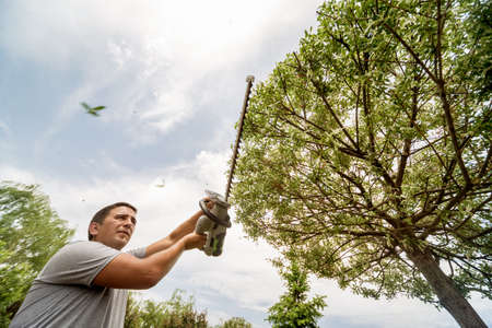 A gardener trimming trees with hedge trimmerの写真素材