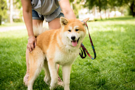 Portrait of cute akita inu dog at the park.の写真素材
