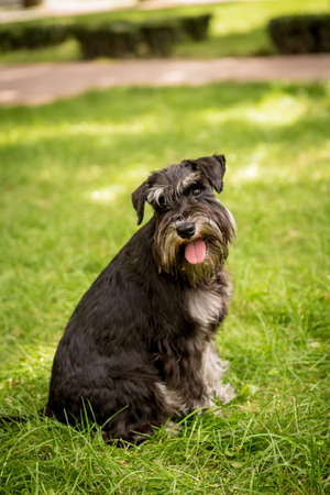 Portrait of cute miniature schnauzer at the park.の写真素材