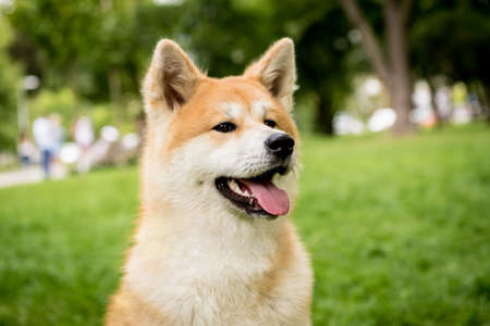 Portrait of cute akita inu dog at the park.の写真素材