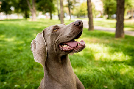 Portrait of cute weimaraner dog breed at the park.の写真素材