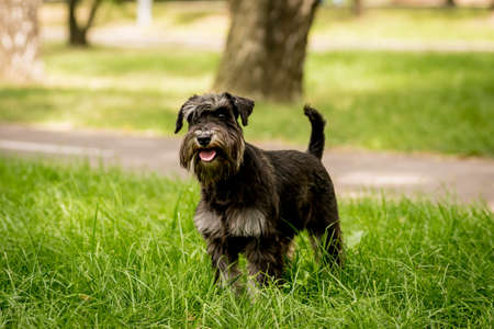 Portrait of cute miniature schnauzer at the park.の写真素材