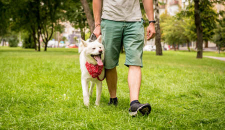 Owner trains the white akita inu dog at the park.の写真素材