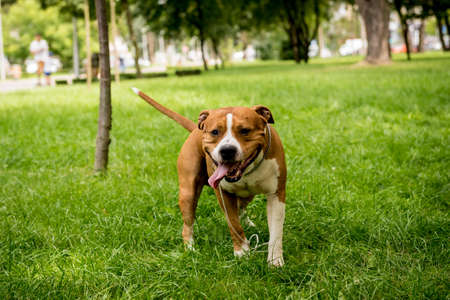 Portrait of cute american staffordshire terrier at the park.の写真素材